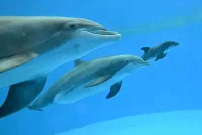Video shows dolphin calf birth and first breath at Chicago zoo. Mom’s friend helped