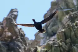 Exploring the Farallon Islands’ wildlife haven