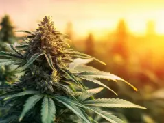 High Gardening: Best Strains to Grow in May